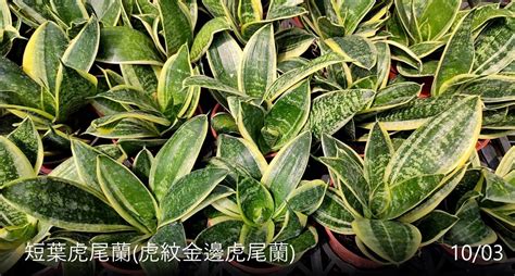 短葉虎尾蘭|虎尾蘭(百合目百合科植物):形態特徵,生長習性,地理分布,主要品種,。